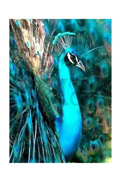 pixartsanat Blue Peacock with Perfect Feathers Pixart Art Diamond Mosic Painting Daimond Turkey 42*58