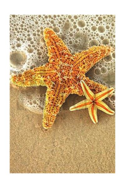 pixartsanat Starfish Pixart Art Diamond Mosaic Painting Diamond Turkey 33*51