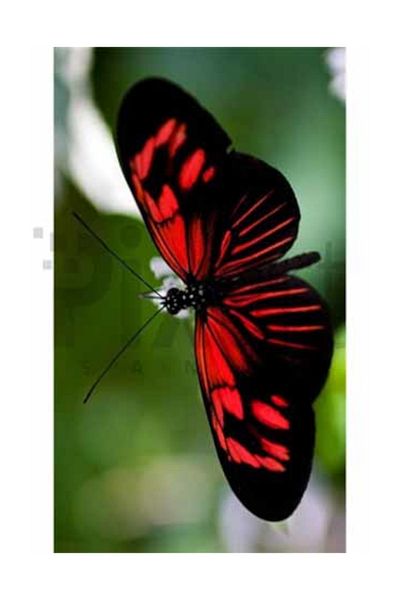 pixartsanat Red Butterfly Pixart Art Diamond Mosaic Painting Diamond Türkiye 37*69