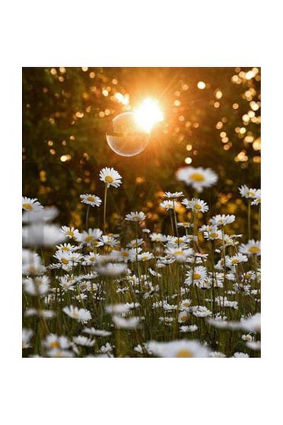 pixartsanat Country Daisies Pixart Art Diamond Mosaic Painting Diamond Turkey 40*50