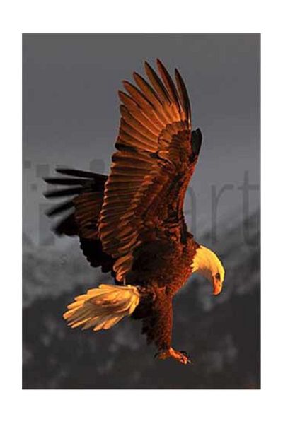 pixartsanat Eagle Pixart Art Diamond Mosaic Painting Diamond Turkey 40*60