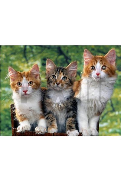 pixartsanat Three Kittens 30 *40 Cm Pixart Art Diamond Mosaic Painting Diamond Turkey