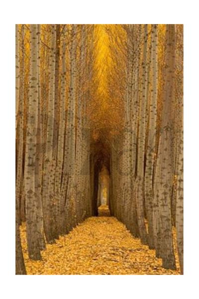 pixartsanat Forest in the Autumn Pixart Art Diamond Mosaic Painting Diamond Turkey 56*84