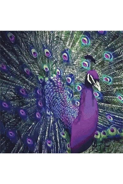pixartsanat Purple Peacock 45x45 PixArt Art Diamond Mosaic Painting Diamond Turkey
