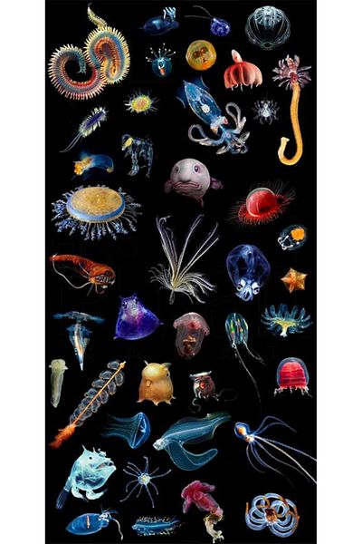 pixartsanat Interesting Sea Creatures Pixart Art Diamond Mosaic Painting Diamond Turkey 37*69