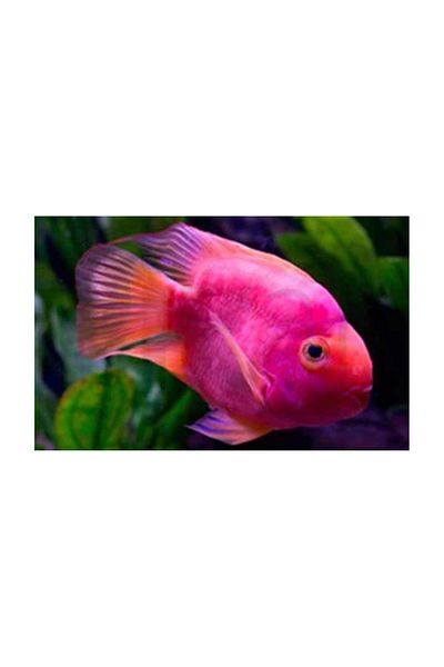 pixartsanat Pink Fish in Aquarium Pixart Art Diamond Mosaic Painting Diamond Turkey 80*52