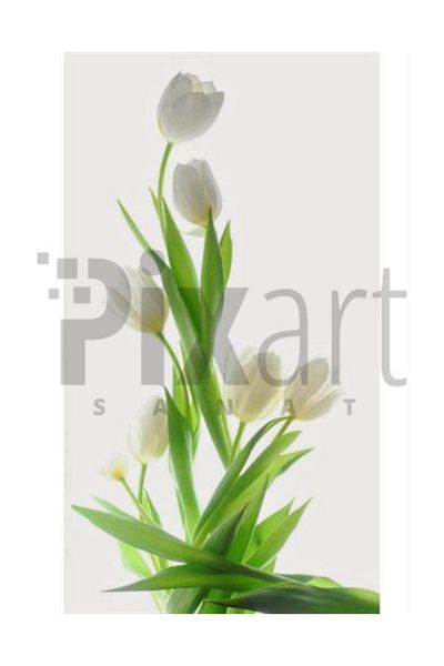 pixartsanat White Tulip Pixart Art Diamond Mosaic Painting Diamond Turkey 38*64