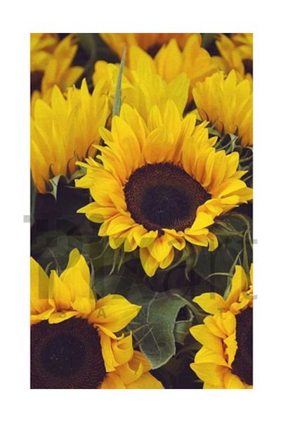 pixartsanat Sunflowers Pixart Art Diamond Mosaic Painting Diamond Turkey 74*99