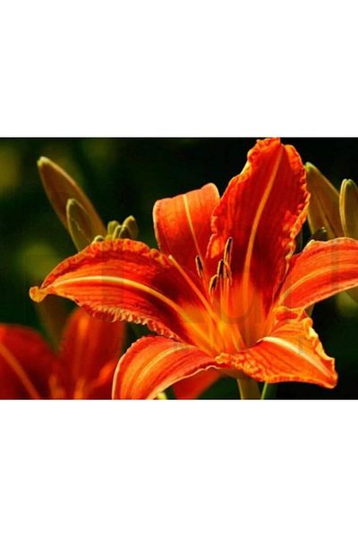 pixartsanat Orange Flower 50x35 PixArt Art Diamond Mosaic Painting Diamond Turkey