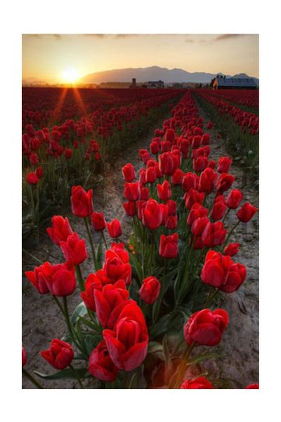 pixartsanat Red Tulip Field Pixart Art Diamond Mosaic Painting Diamond Türkiye 40*50