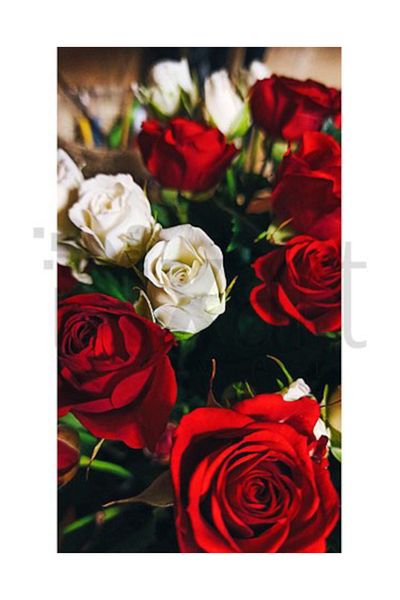 pixartsanat Red White Roses Pixart Art Diamond Mosaic Painting Diamond Turkey 36*71
