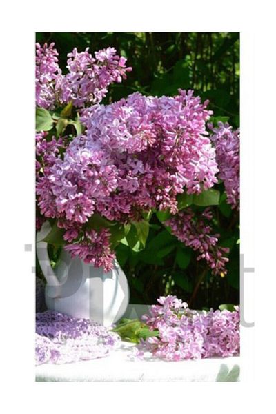 pixartsanat Pink Hyacinths in White Vase Pixart Art Diamond Mosaic Painting Diamond Turkey 46*66