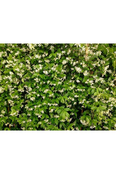 Tunç Botanik ARAP YASEMİNİ - ÇİÇEKLİ KOKULU SARILICI BİTKİ 120-150 CM