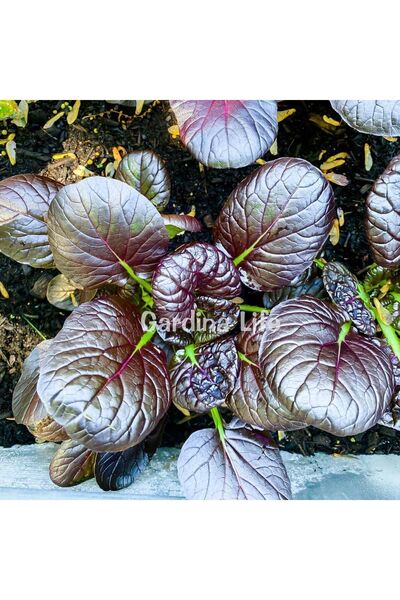 Gardina Red Tatsoi Fidesi 10 Adet