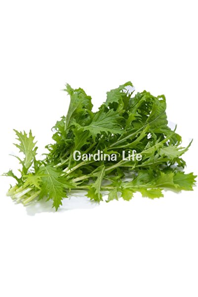 Gardina Mizuna Fidesi 20 Adet