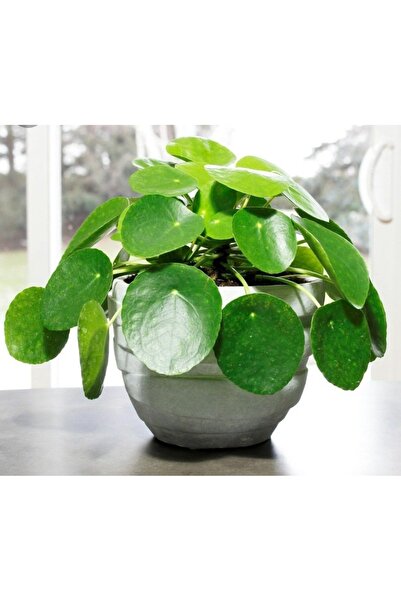 Tunç Botanik Pilea Peperomioides - Para Bitkisi 20-40 cm