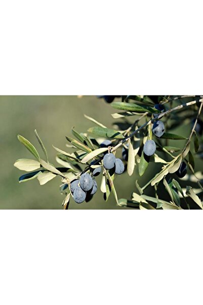 Tunç Botanik TRİLYE (GEMLİK) ZEYTİN FİDANI 1 ADET