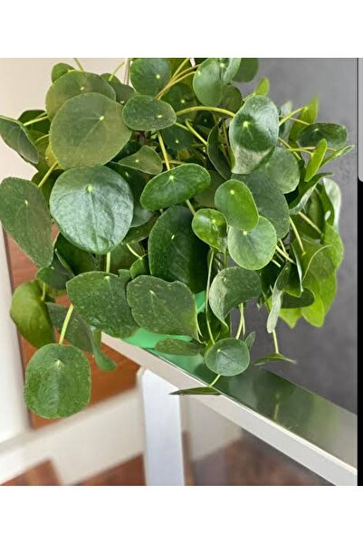 Tunç Botanik Pilea Peperomioides - Para Bitkisi 20-40 cm