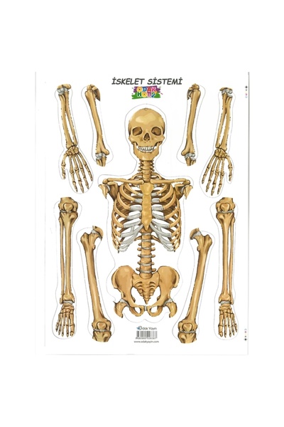 Odak İSKELET SİSTEMİ KARTON 25x35