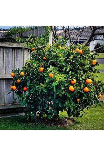 Tunç Botanik WASHİNGTON PORTAKAL FİDANI 1 ADET - 3 YAŞ TÜPLÜ FİDAN