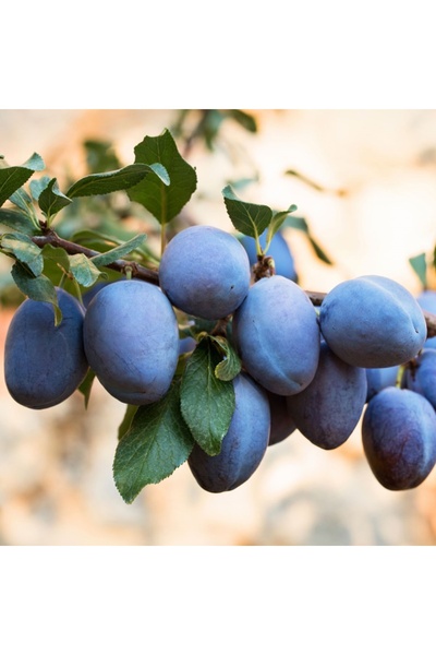 Tunç Botanik MÜRDÜM ERİĞİ FİDANI - TÜPLÜ ve AŞILI