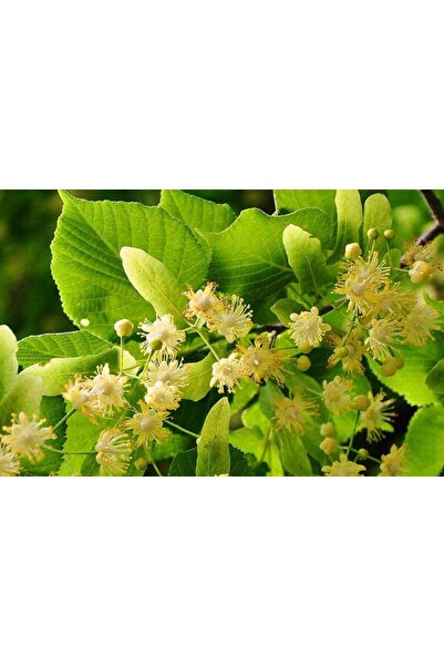 Tunç Botanik IHLAMUR AĞACI 1.5-2 METRE BOYUNDA