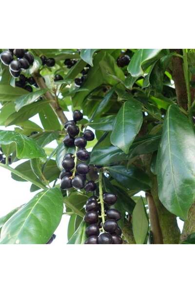 Tunç Botanik Karayemiş (Laz Kirazı) Fidanı