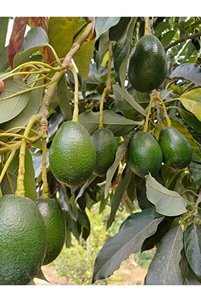 DRZ TARIM Yeşil Anamur Muz'u 2kg, 1 Kg Avokado (250GR ÜSTTÜ).