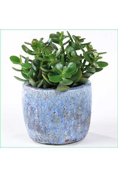 Genel Markalar Yetişkin Para Ağacı Bereket Iyi Şans Ve Para Çiçeği Crassula O...