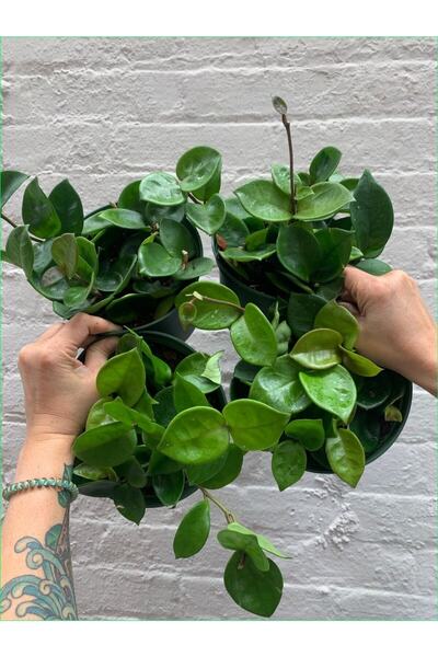 Genel Markalar Mum Çiçeği Hoya Carnosa 8.5 Saksıda