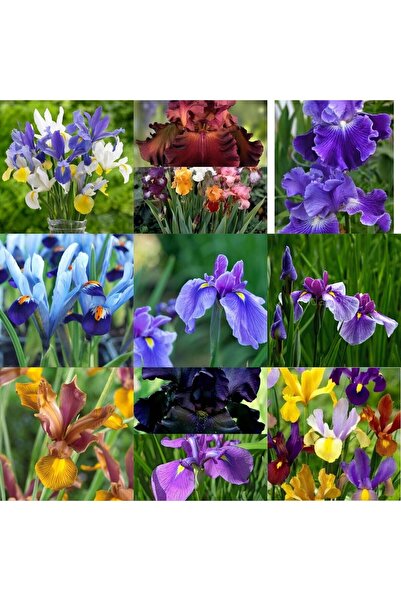 Yades 20 Adet Iris Süsen Soğanı 20-40 Cm Sürgün Vermiş