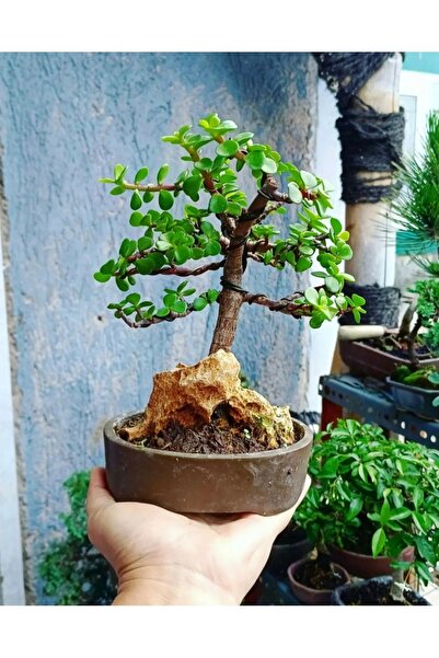 Yades Bonsai Para Ağacı Dekoratif Saksıda