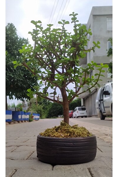 Gardenbox Bonsai Para Ağacı - Para Çiçeği - Bereket Ağacı Dekoratif Çiçek Üre...