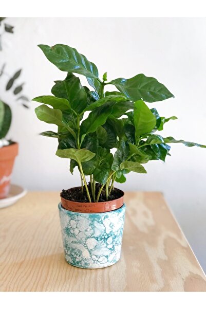 Yades Coffea Arabica Yeşil Kahve Ağacı Çiçeği 15 Cm