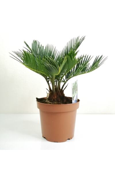 Genel Markalar Sikas Palmiyesi Mini Cycas Revoluta Japon Sago Palm