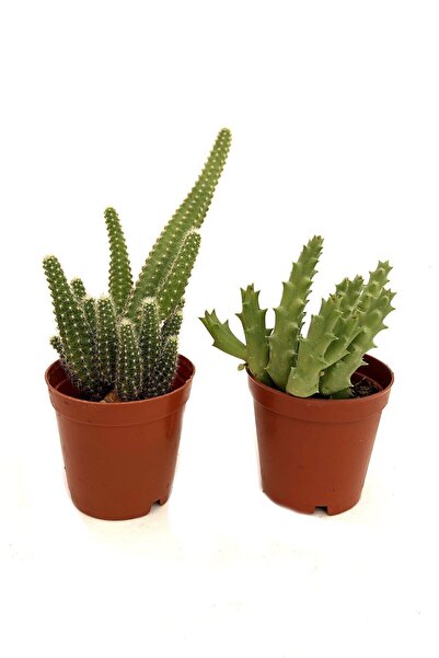 Genel Markalar 2 Adet Kaktüs (leş Kaktüs,parmak Kaktüs)