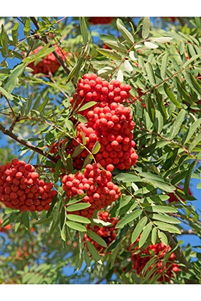 bahçevilya Tüplü Üvez Fidanı (SORBUS AUCUPARİA) - 2 Yaşında, Sağlıklı Ve Güçl...