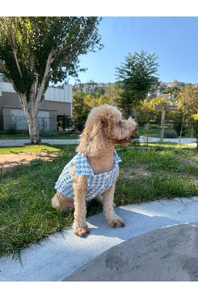 SayPuppy Small Breed Seasonal Blue Muslin Dog Shirt