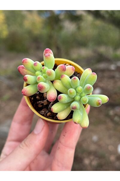 SukuLand Sedum Pachyphyllum Rose koleksiyonluk özel tür sukulent 5,5cm saksıda