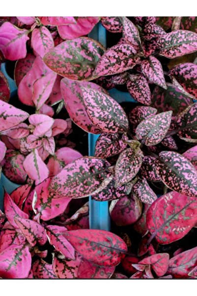 serada decor & plant Koyu Pembe Hostes Çiçeği 1 ADET Saksılı Hypoestes 10-15CM