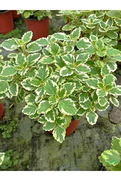 Gardenbox Canlı Formlu Kokulu Benjamin Çiçeği 1 ADET Saksılı (Plectranthus Forsteri)
