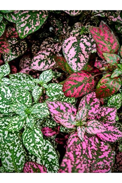 Gardenbox Kırmızı/Pembe Hostes Çiçeği 10/15cm 2 ADET Saksılı İç Mekan Çiçeği