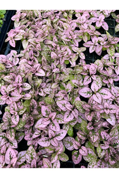 Gardenbox Kırmızı/Pembe Hostes Çiçeği 10/15cm 2 ADET Saksılı İç Mekan Çiçeği