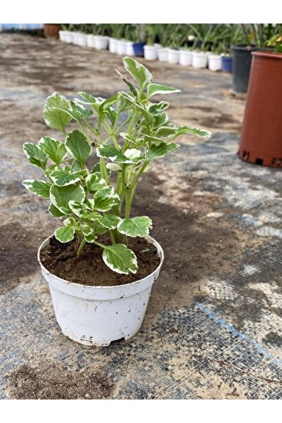 serada decor & plant Kokulu Benjamin Çiçeği Mini Boy 1 ADET Saksılı 10-20 cm