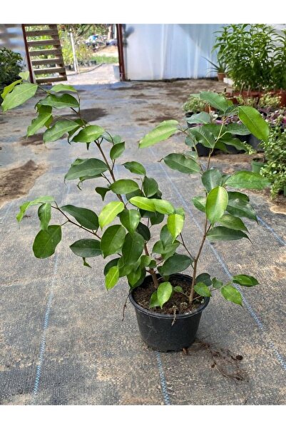 Gardenbox Yeşil Yapraklı Canlı Ev ofis Salon Bitkisi 30-60cm Ficus Benjamina
