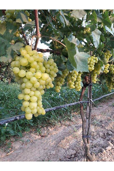 Genel Markalar Tüplü Fidan Çekirdeksiz Erkenci Beyaz Üzüm Fidanı