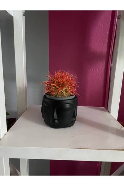 titanbaby Soyut Yüz Sukulent&Kaktüs Saksı