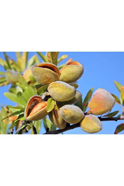 Tunç Botanik Nonpareil Badem Fidanı 3 Yaş Tüplü ve Aşılı 5 Adet