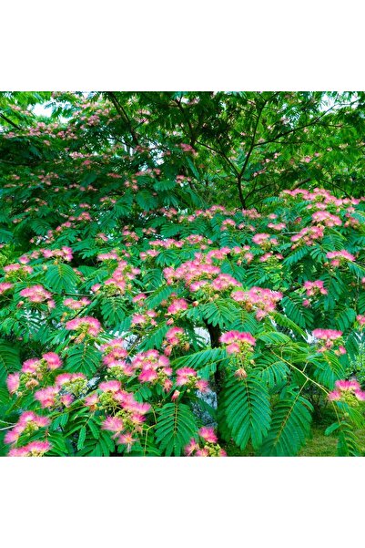 Tunç Botanik GÜLİBRİŞİM FİDANI - İPEK AĞACI (Albizia Julibrissin)