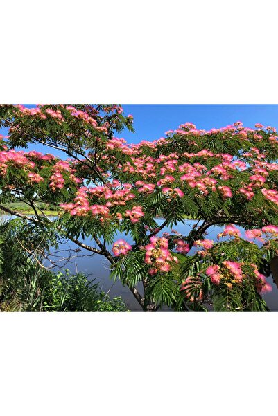 Tunç Botanik GÜLİBRİŞİM FİDANI - İPEK AĞACI (Albizia Julibrissin)